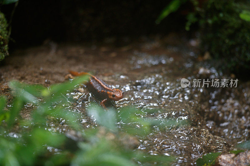 动物:成年喜马拉雅蝾螈(Tylototriton verrucosus)，也被称为鳄鱼蝾螈、鳄鱼蝾螈、喜马拉雅蝾螈和红节蝾螈。